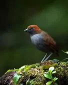 Grallaria nuchalis