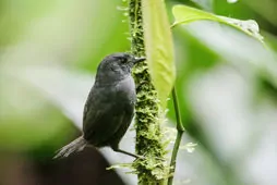 Scytalopus chocoensis