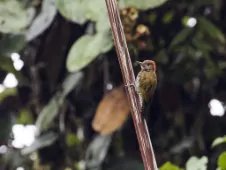 Dryobates chocoensis