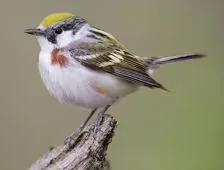 Setophaga pensylvanica