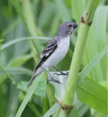 Sporophila telasco