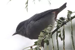 Conirostrum speciosum