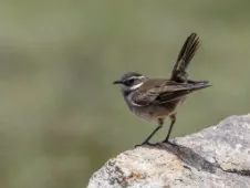 Cinclodes albidiventris