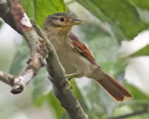 Dendroma erythroptera