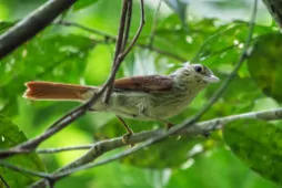 Ancistrops strigilatus