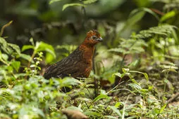 Odontophorus hyperythrus