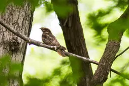 Antrostomus carolinensis