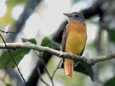 Attila citriniventris