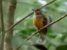 Thamnomanes caesius