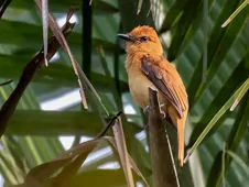 Attila cinnamomeus