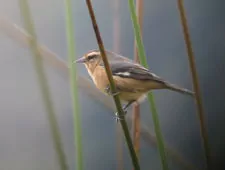 Conirostrum cinereum