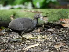 Crypturellus cinereus