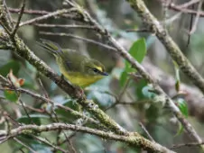 Myiothlypis luteoviridis