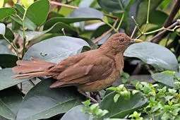 Turdus grayi