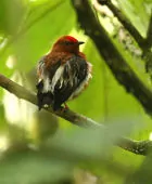 Machaeropterus deliciosus