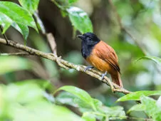 Thamnophilus praecox