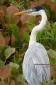 Ardea cocoi