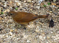 Turdus fumigatus