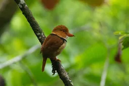 Bucco capensis