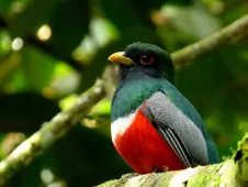 Trogon collaris
