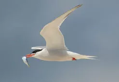 Sterna hirundo