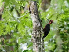 Campephilus haematogaster
