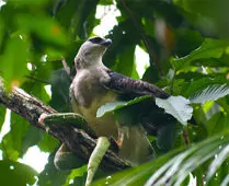 Morphnus guianensis