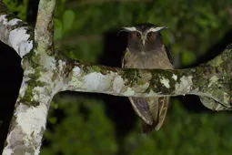 Lophostrix cristata