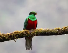 Pharomachrus antisianus