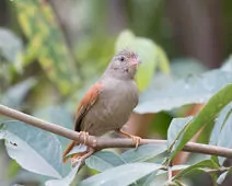 Cranioleuca subcristata