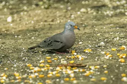 Columbina cruziana