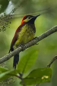 Colaptes rivolii