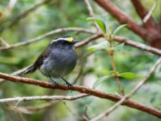 Ochthoeca frontalis