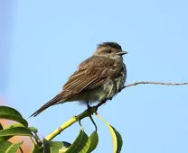 Empidonomus aurantioatrocristatus