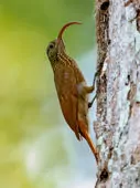 Campylorhamphus procurvoides
