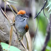 Synallaxis albigularis