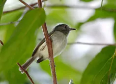 Lophotriccus vitiosus
