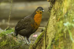 Odontophorus melanonotus