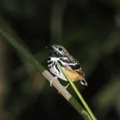 Hylophylax punctulatus