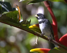 Sporophila caerulescens