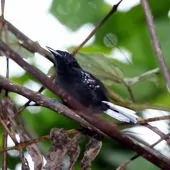 Microrhopias quixensis