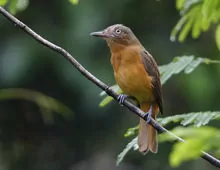 Attila bolivianus