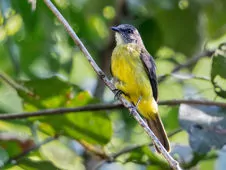 Myiozetetes luteiventris