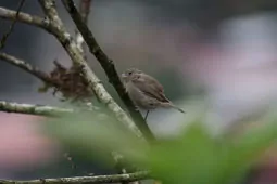 Asemospiza obscura