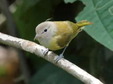 Pachysylvia hypoxantha