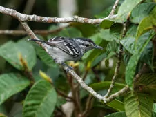 Herpsilochmus dugandi