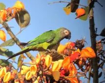 Aratinga weddellii
