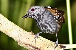 Sipia palliata