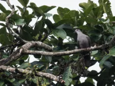 Patagioenas goodsoni