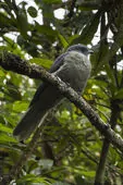 Lipaugus fuscocinereus